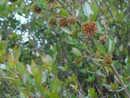 Cephalanthus natalensis green and red floral stages